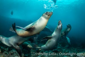 California sea lion, Coronados Islands, Baja California, Mexico, Zalophus californianus, Coronado Islands (Islas Coronado)