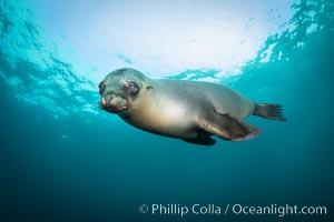 California sea lion, Coronados Islands, Baja California, Mexico, Zalophus californianus, Coronado Islands (Islas Coronado)