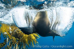 California sea lion on drift kelp paddy, underwater. This adult female California sea lion was hanging out underneath a paddy of drift kelp, well offshore the coastline of San Diego, Zalophus californianus