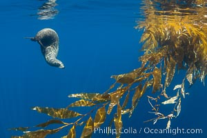 California sea lion resting alongside a drift kelp paddy, underwater. This adult female California sea lion was hanging out underneath a paddy of drift kelp, well offshore the coastline of San Diego, Zalophus californianus