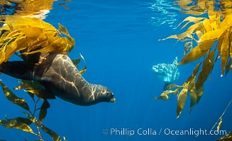 California sea lion watches an ocean sunfish, Mola mola, on drift kelp paddy, underwater. This adult female California sea lion was hanging out underneath a paddy of drift kelp, well offshore the coastline of San Diego, Mola mola, Zalophus californianus