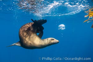 California sea lion on drift kelp paddy, underwater. This adult female California sea lion was hanging out underneath a paddy of drift kelp, well offshore the coastline of San Diego, Zalophus californianus