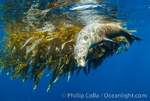 California sea lion on drift kelp paddy, underwater. This adult female California sea lion was hanging out underneath a paddy of drift kelp, well offshore the coastline of San Diego, Zalophus californianus