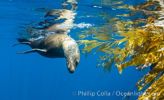 California sea lion on drift kelp paddy, underwater. This adult female California sea lion was hanging out underneath a paddy of drift kelp, well offshore the coastline of San Diego, Zalophus californianus