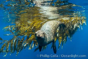 California sea lion on drift kelp paddy, underwater. This adult female California sea lion was hanging out underneath a paddy of drift kelp, well offshore the coastline of San Diego, Zalophus californianus