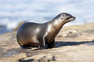 California sea lion entangled in fishing line, deep laceration around neck, Point La Jolla, Zalophus californianus