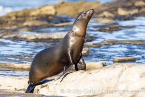 California sea lion entangled in fishing line, deep laceration around neck, Point La Jolla, Zalophus californianus