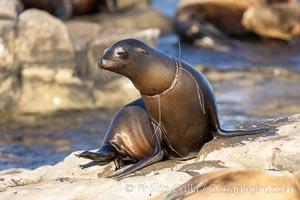 California sea lion entangled in fishing line, deep laceration around neck, Point La Jolla, Zalophus californianus