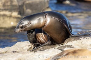 California sea lion entangled in fishing line, deep laceration around neck, Point La Jolla, Zalophus californianus