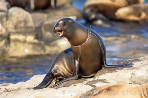 California sea lion entangled in fishing line, deep laceration around neck, Point La Jolla. USA, Zalophus californianus, natural history stock photograph, photo id 37835