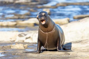 California sea lion entangled in fishing line, deep laceration around neck, Point La Jolla. USA, Zalophus californianus, natural history stock photograph, photo id 37836