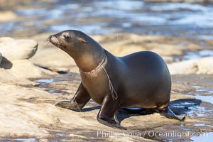 California sea lion entangled in fishing line, deep laceration around neck, Point La Jolla, Zalophus californianus