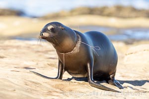 California sea lion entangled in fishing line, deep laceration around neck, Point La Jolla, Zalophus californianus