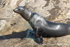 California sea lion entangled in fishing line, deep laceration around neck, Point La Jolla