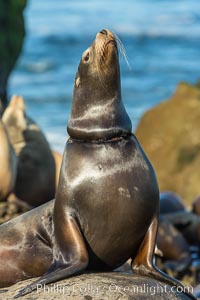 California sea lion entangled in fishing line, La Jolla, Zalophus californianus