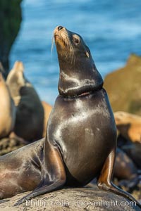 California sea lion entangled in fishing line, La Jolla, Zalophus californianus