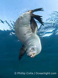 California sea lion hanging upside-down underwater, watching the photographer, Baja California, Mexico, Zalophus californianus, Coronado Islands (Islas Coronado)