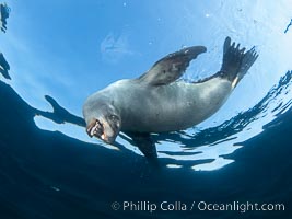 California sea lion hanging upside-down underwater, watching the photographer, Baja California, Mexico, Zalophus californianus, Coronado Islands (Islas Coronado)