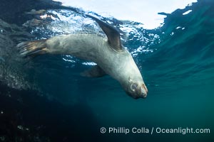 California sea lion hanging upside-down underwater, watching the photographer, Baja California, Mexico, Zalophus californianus, Coronado Islands (Islas Coronado)