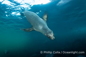 California sea lion hanging upside-down underwater, watching the photographer, Baja California, Mexico, Zalophus californianus, Coronado Islands (Islas Coronado)