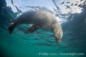 California sea lion hanging upside-down underwater, watching the photographer, Baja California, Mexico, Zalophus californianus, Coronado Islands (Islas Coronado)