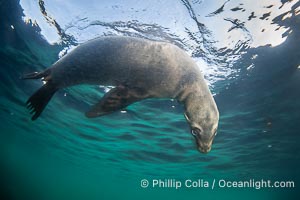 California sea lion hanging upside-down underwater, watching the photographer, Baja California, Mexico, Zalophus californianus, Coronado Islands (Islas Coronado)