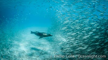 California Sea Lion Hunts in a School of Scad Fish, Sea of Cortez