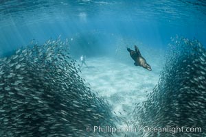 California Sea Lion Hunts in a School of Scad Fish, Sea of Cortez