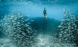 California Sea Lion Hunts in a School of Scad Fish, Sea of Cortez