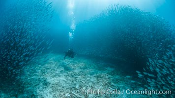 California Sea Lion Hunts in a School of Scad Fish, Sea of Cortez