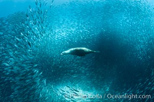 California Sea Lion Hunts in a School of Scad Fish, Sea of Cortez