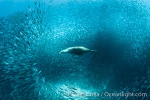 California Sea Lion Hunts in a School of Scad Fish, Sea of Cortez