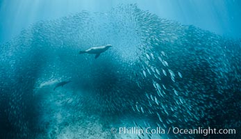 California Sea Lion Hunts in a School of Scad Fish, Sea of Cortez