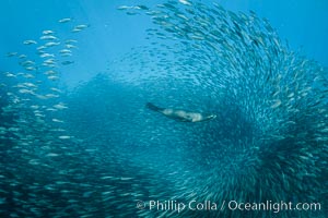 California Sea Lion Hunts in a School of Scad Fish, Sea of Cortez