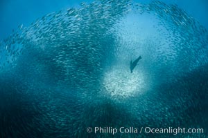 California Sea Lion Hunts in a School of Scad Fish, Sea of Cortez