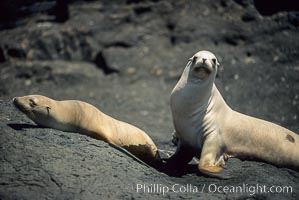 California sea lions, Isla Afuera, Zalophus californianus, Guadalupe Island (Isla Guadalupe)