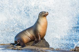 California sea lion framed by huge breaking wave in La Jolla