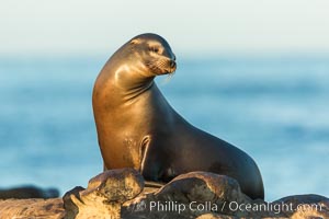 California sea lion, La Jolla