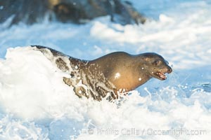 California sea lion in breaking wave and whitewater foam, La Jolla, Zalophus californianus