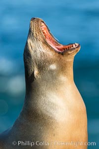 California sea lion, La Jolla, Zalophus californianus