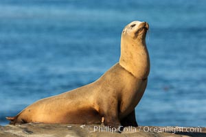 California sea lion wounded from entanglement in fishing line, La Jolla