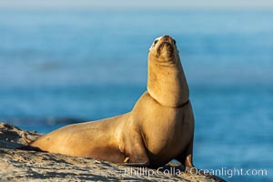 California sea lion wounded from entanglement in fishing line, La Jolla, Zalophus californianus