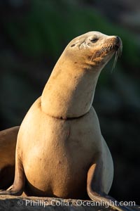 California sea lion wounded from entanglement in fishing line, La Jolla, Zalophus californianus