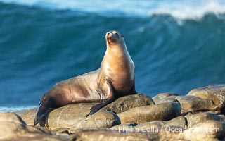 California sea lion perched on reef at La Jolla Cove in San Diego with large wave breaking in the background, Zalophus californianus
