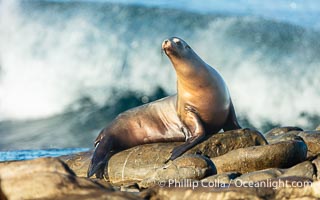 California sea lion perched on reef at La Jolla Cove in San Diego with large wave breaking in the background, Zalophus californianus