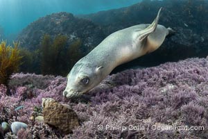 California sea lion laying on pink marine algae and eyeing the photographer, Coronado Islands, Mexico, Zalophus californianus, Coronado Islands (Islas Coronado)
