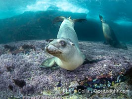 California sea lion laying on pink marine algae and eyeing the photographer, Coronado Islands, Mexico, Zalophus californianus, Coronado Islands (Islas Coronado)