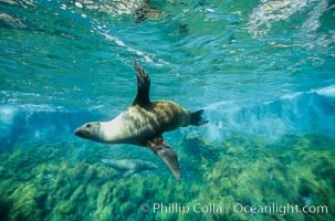 California sea lion at Guadalupe Island, wave breaking on Isla Afuera, from underwater, Zalophus californianus, Guadalupe Island (Isla Guadalupe)