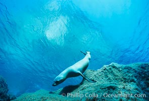 California sea lion.