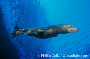 California sea lion, Isla Afuera, Guadalupe Island, Mexico